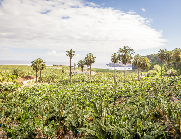 Plantations bananes tenerife